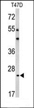 BCL2A1 antibody