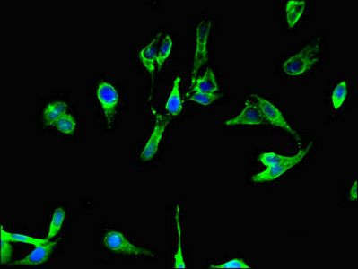 BCL2A1 Antibody
