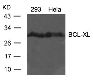 BCL2L1 (Ab-62) Antibody