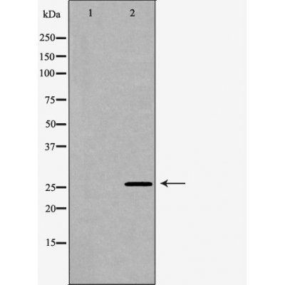 BCL-XL Antibody