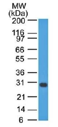 Bcl-X (Apoptosis Marker) Antibody