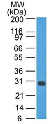 Bcl-X (Apoptosis Marker) Antibody