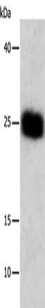 BCL2L1 Antibody