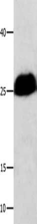 BCL2L1 Antibody
