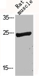 BCL2L1 Antibody