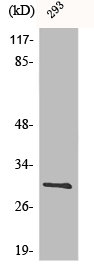 BCL2L1 Antibody