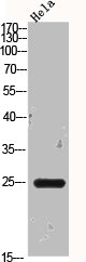 BCL2L1 Antibody