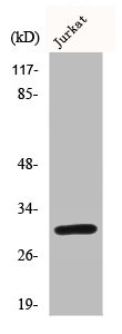 BCL2L1 Antibody
