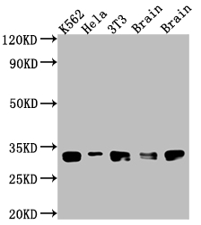 BCL2L1 antibody