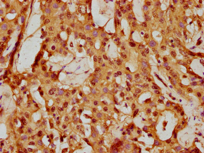 BCL2L10 Antibody