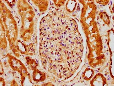 BCL2L10 Antibody
