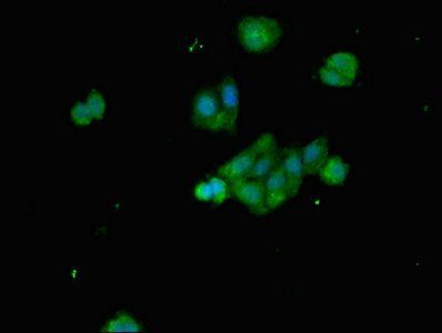 BCL2L11 antibody