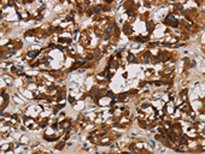 BCL2L12 Antibody