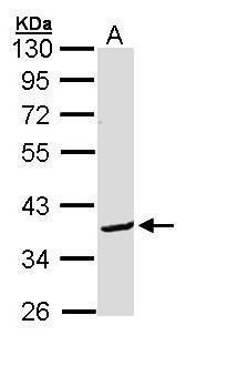 BCL2 like 12 Antibody