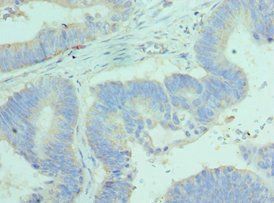 BCL2L14 Antibody
