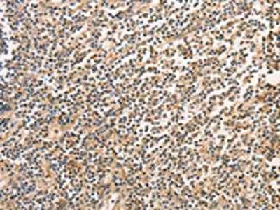 BCL2L14 Antibody