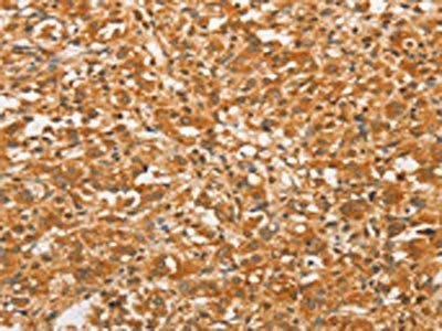 BCL2L14 antibody