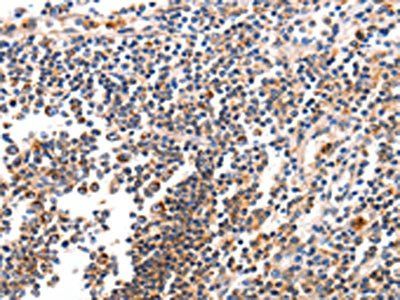 BCL2L15 Antibody