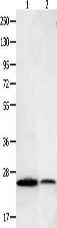 BCL2L15 Antibody