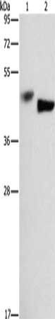 BCL3 Antibody