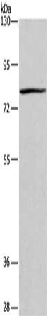 BCL6 Antibody