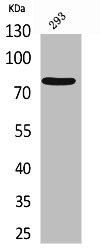 BCL6 Antibody