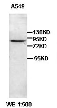 Bcl6 Rabbit Polyclonal Antibody