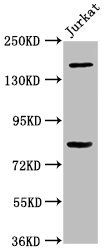 BCL9 Antibody
