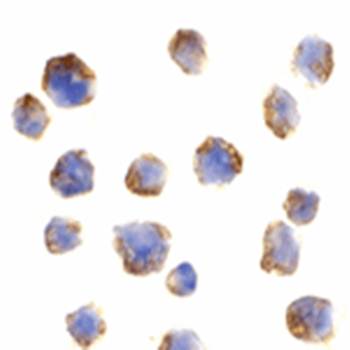 Bcl0 Antibody