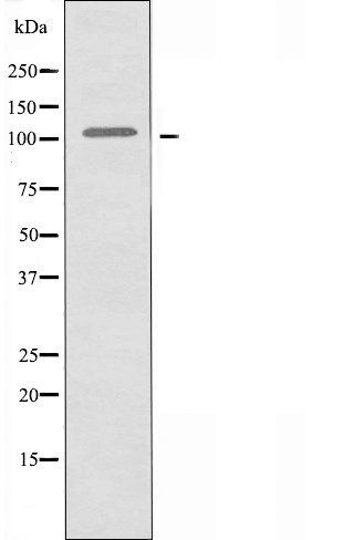 BCLAF1 Antibody