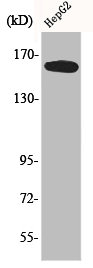 BCR Antibody