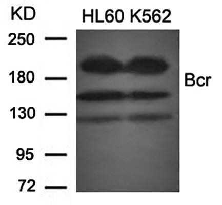Bcr (Ab77) Antibody