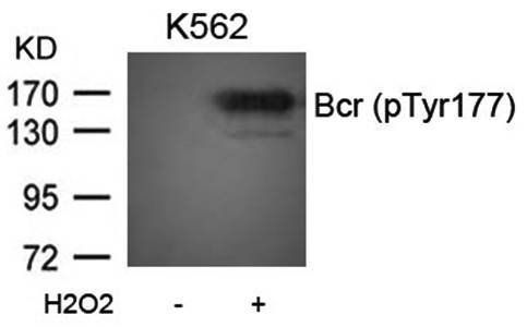 Bcr (Phospho-Tyr177) Antibody