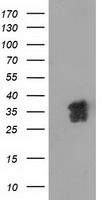 BDH2 Antibody