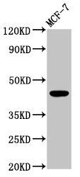BDKRB2 antibody