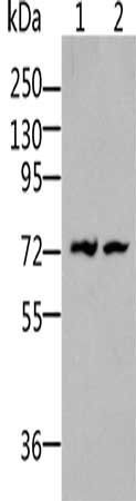 BDKRB2 antibody