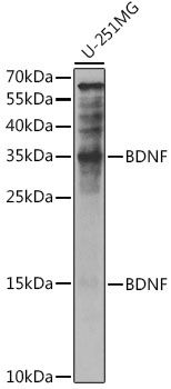 BDNF antibody