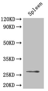 BDNF antibody