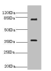 BDNF antibody