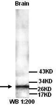 Bdnf Rabbit Polyclonal Antibody