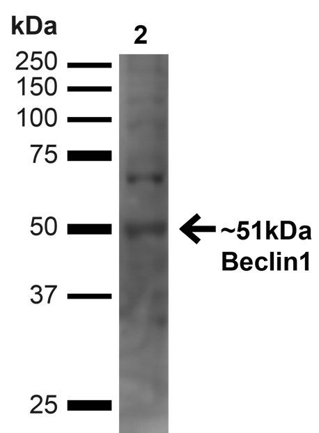 Beclin 1 Antibody