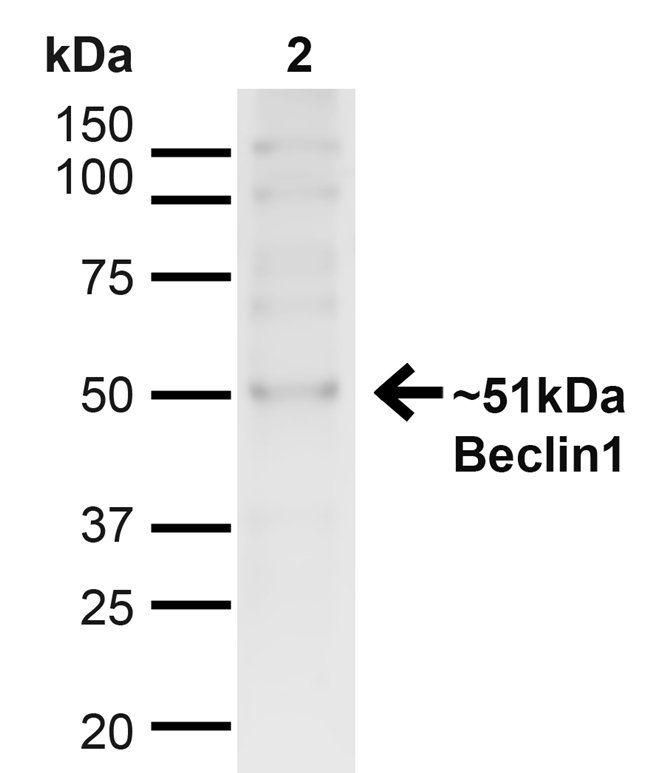 Beclin 1 Antibody