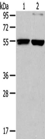 BECN1 Antibody