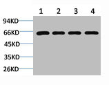 BECN1 Antibody