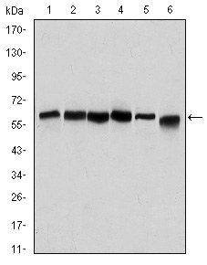 BECN1 Antibody