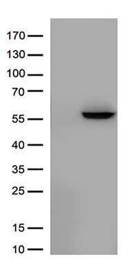 BEGAIN Antibody