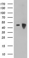 BEST3 Antibody