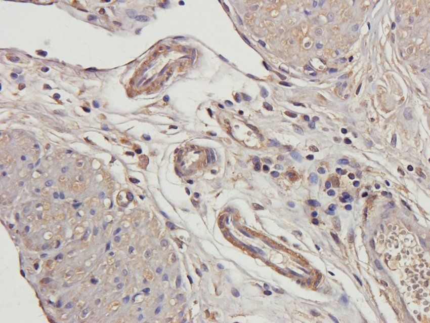 beta 2 Defensin antibody