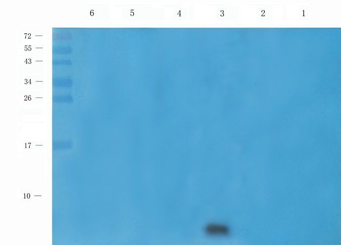 beta 2 Defensin antibody