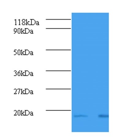 B2M Antibody (Biotin)